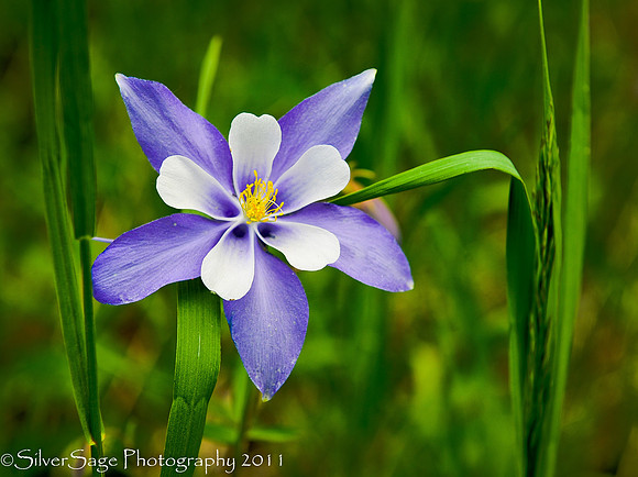 columbine 1