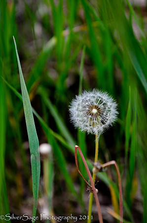 dandy