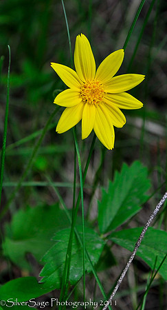 daisy