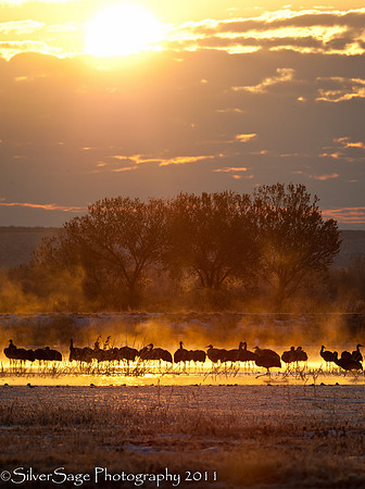Cranes In The Mist         Bosque Del Apache