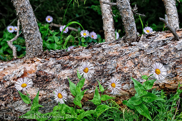 Hidden Valley Flowers
