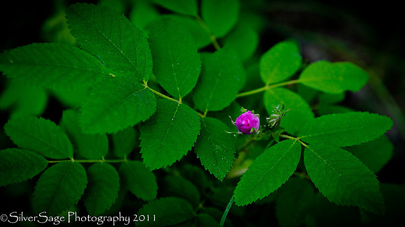 little rose