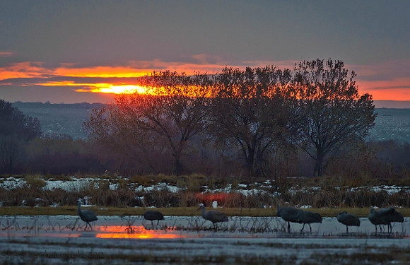 Bosque Del Apache Morning (1 of 1)