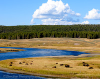 Hayden Valley