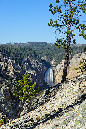 Lower Falls, Yellowstone